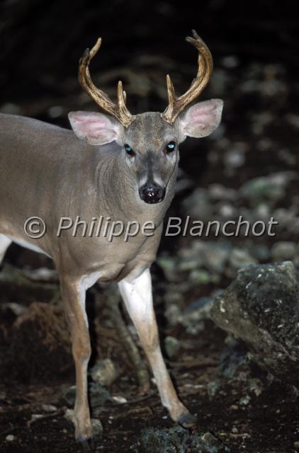 odocoileus virginianus.JPG - Odocoileus virginianusCerf de VirginieWhite-tailed Deer, Virginia deerArtiodactyla, CervidaeMexique